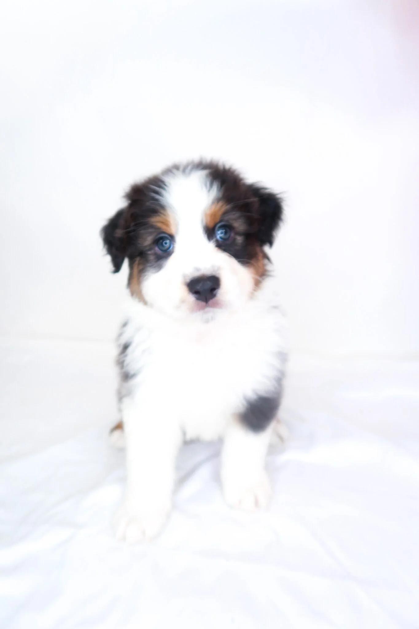 Hampton, an adopted Australian Shepherd in Bixby, OK image 3/5
