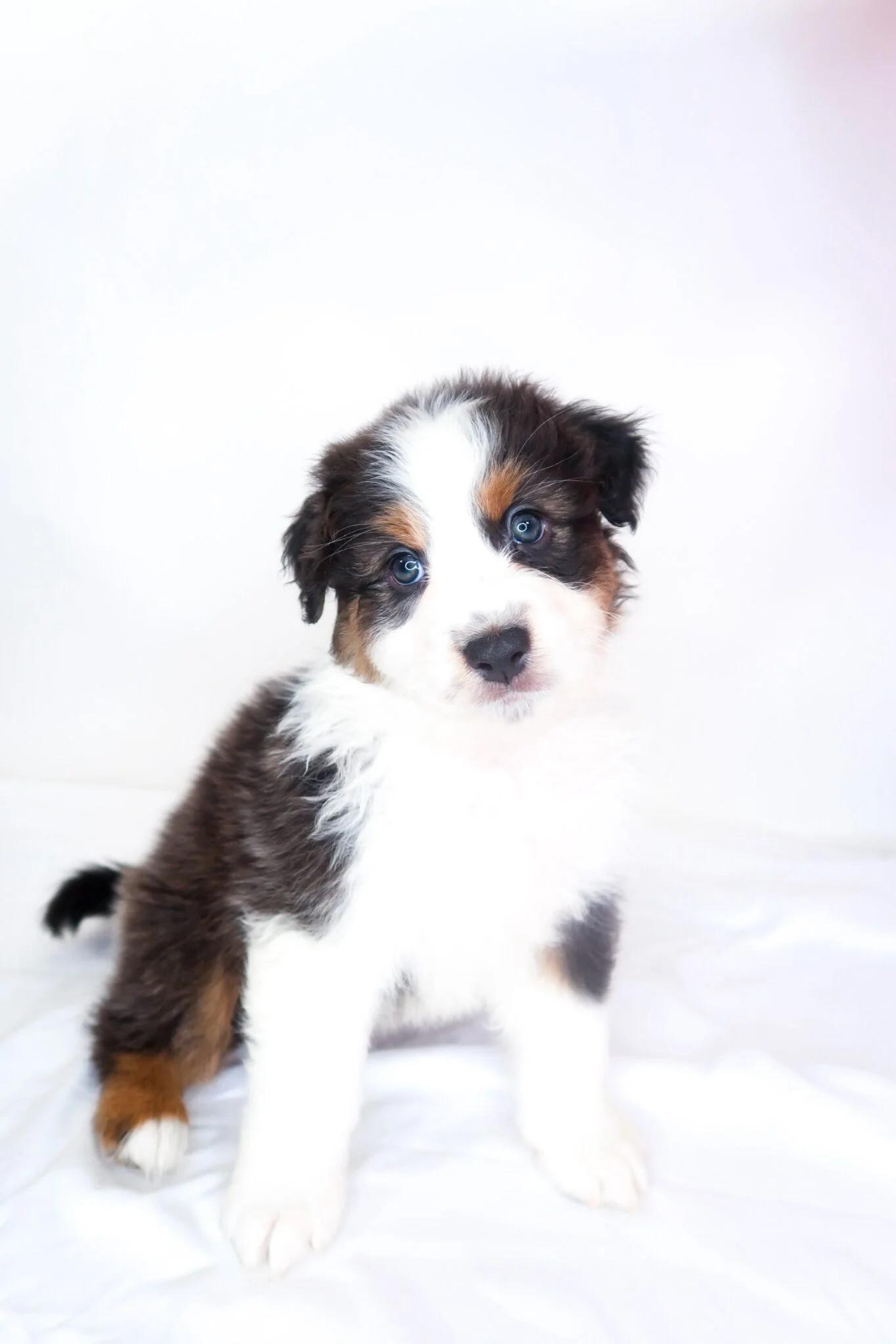 Hampton, an adopted Australian Shepherd in Bixby, OK image 2/5