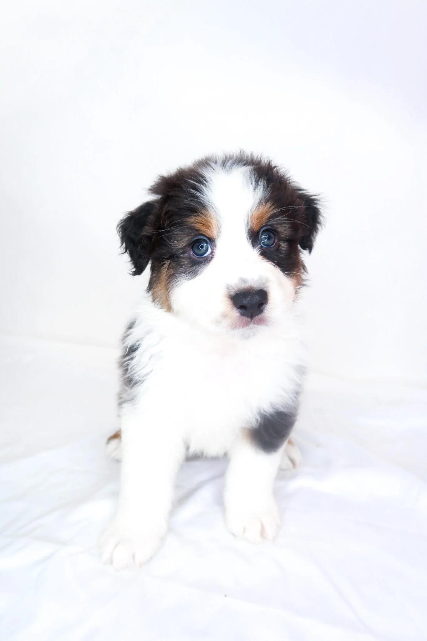 Hampton, an adopted Australian Shepherd in Bixby, OK image 5/5