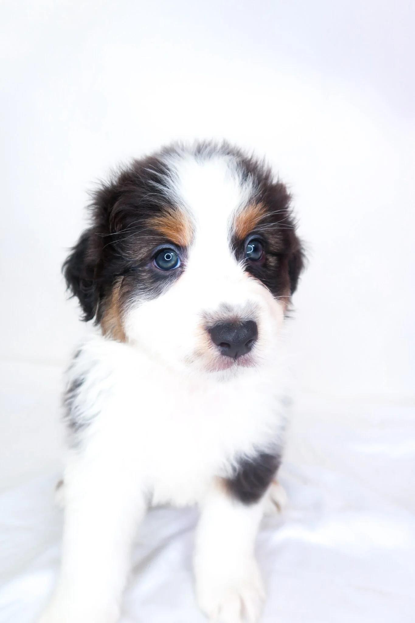Hampton, an adopted Australian Shepherd in Bixby, OK image 4/5