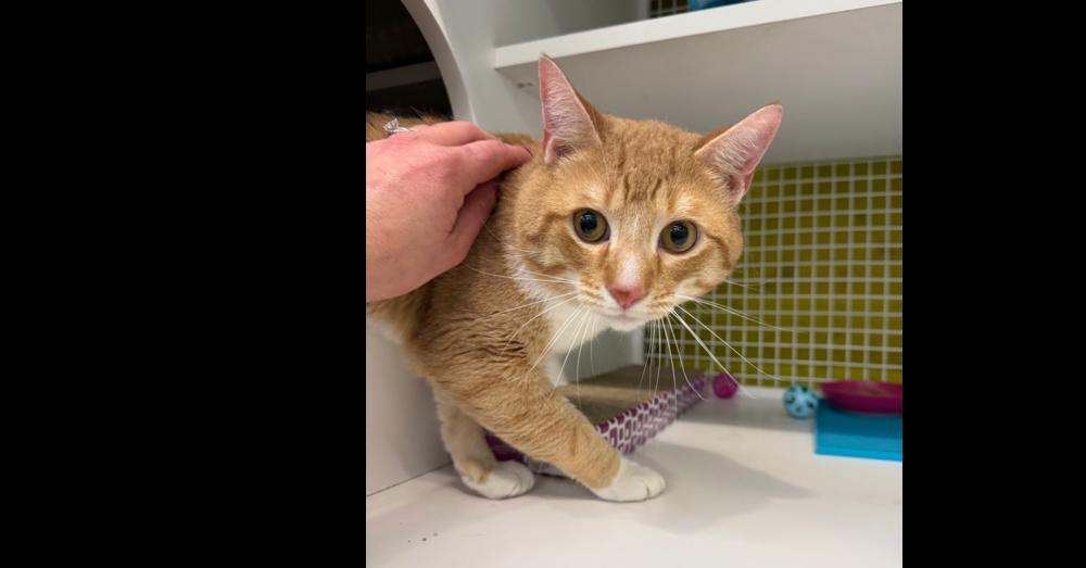 Enlarge Milo, a Adoptable Domestic Short Hair in Telford, PA image 1/1