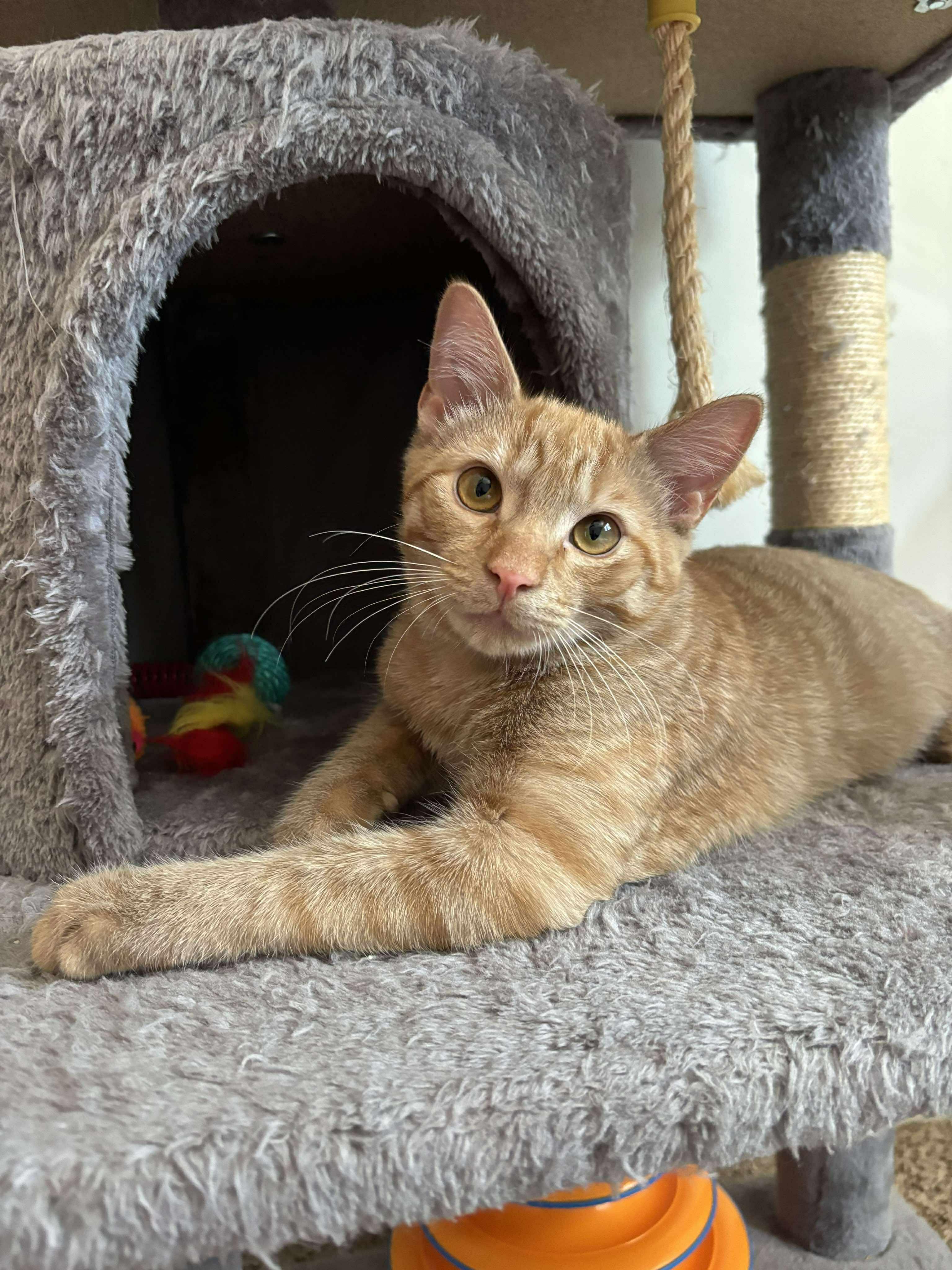 Butterfinger, Baby Male Domestic Short Hair