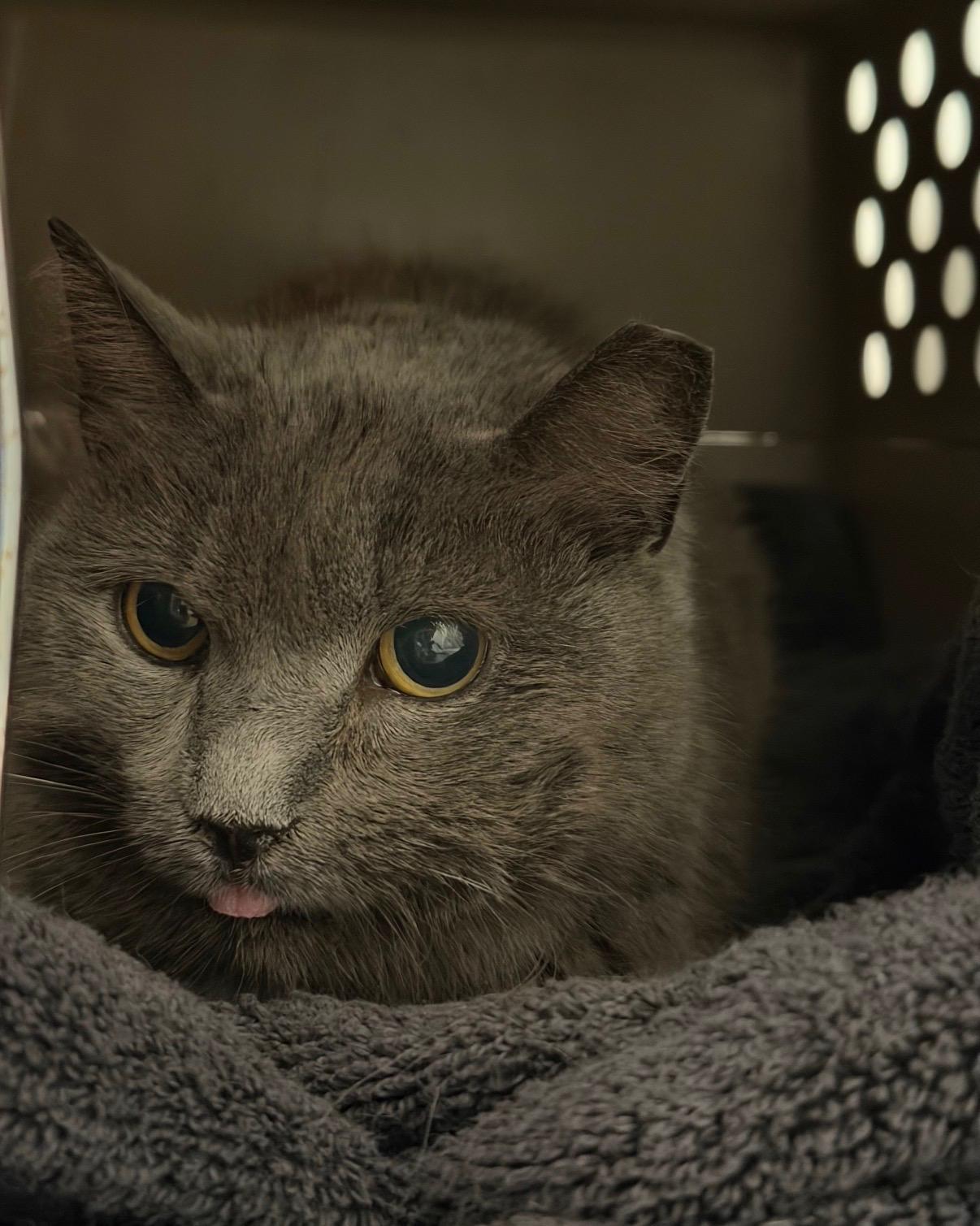 Enlarge Tinsel, an adopted Domestic Short Hair in Millbury, MA image 1/3