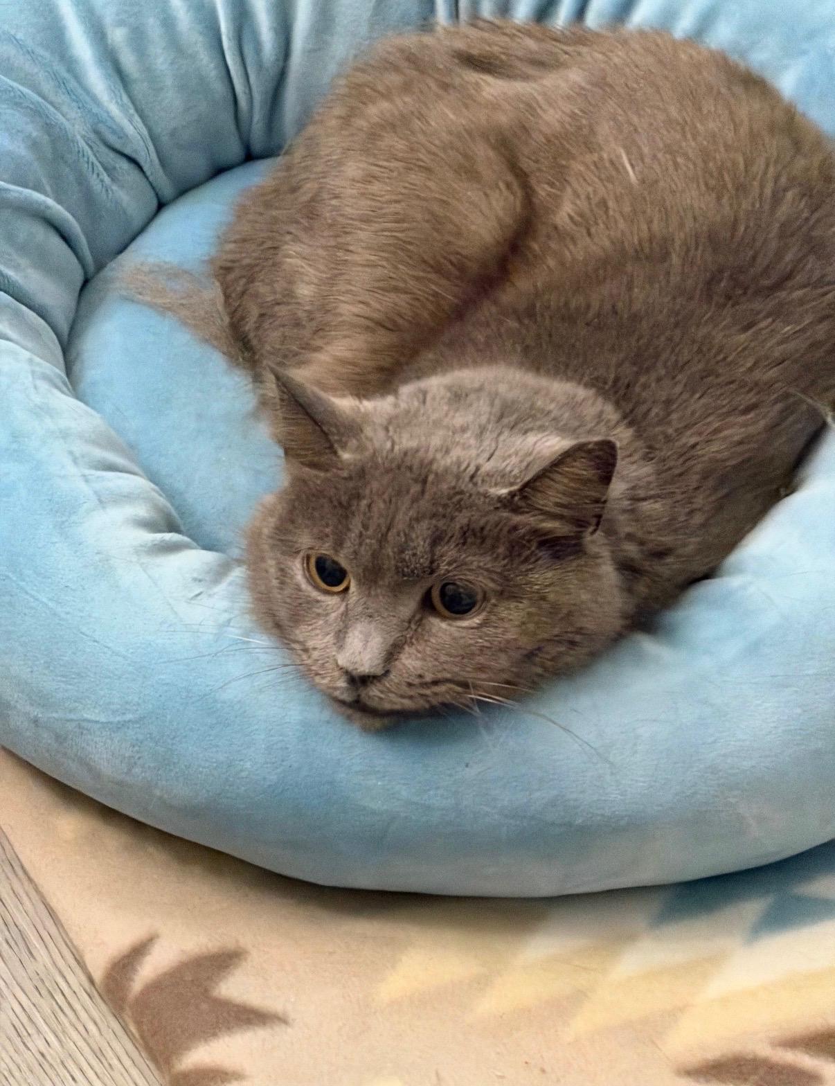 Enlarge Tinsel, an adopted Domestic Short Hair in Millbury, MA image 3/3