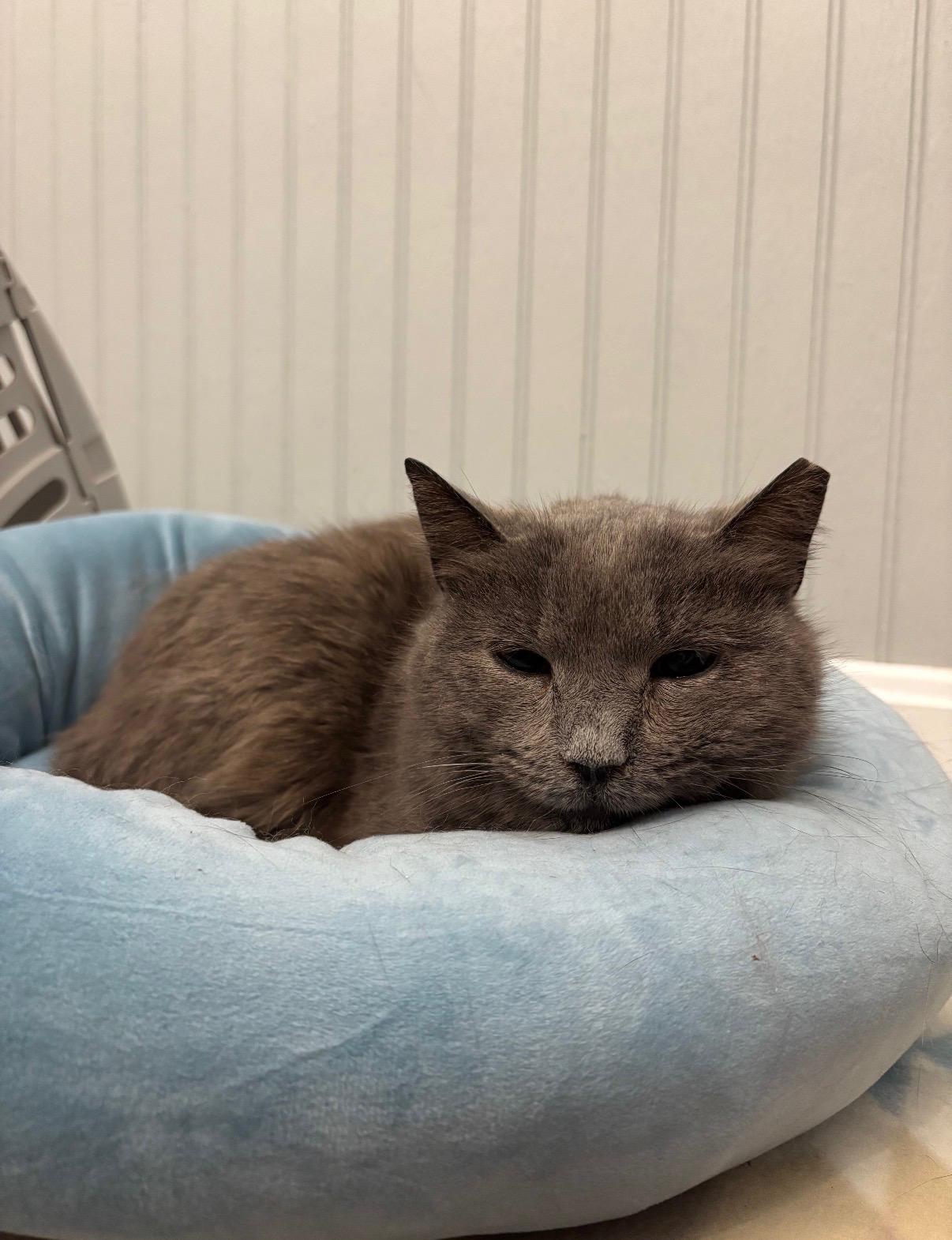 Enlarge Tinsel, an adopted Domestic Short Hair in Millbury, MA image 2/3