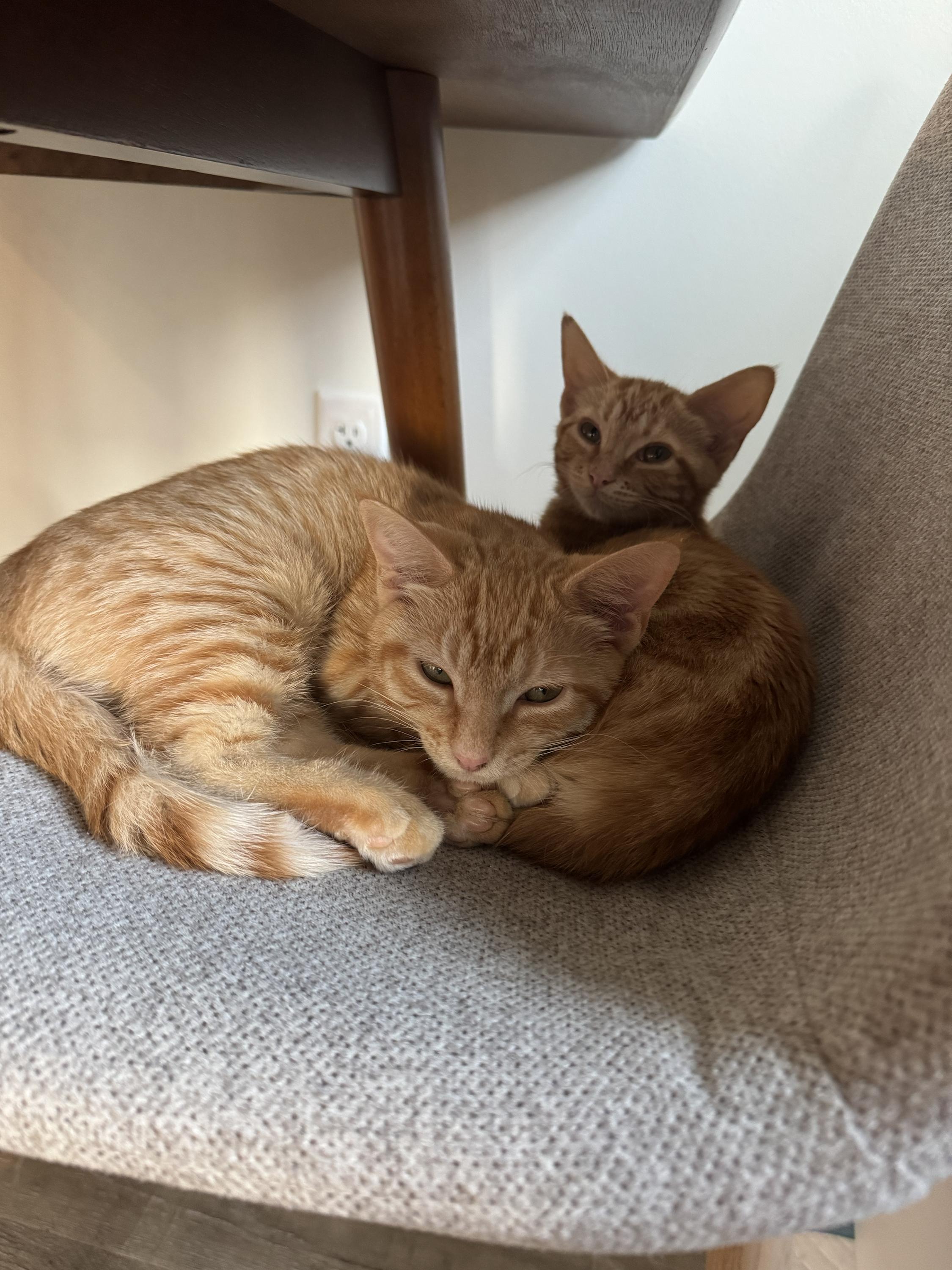Fontina and Gruyere, a ADOPTABLE Domestic Short Hair in Seattle, WA image 6/6