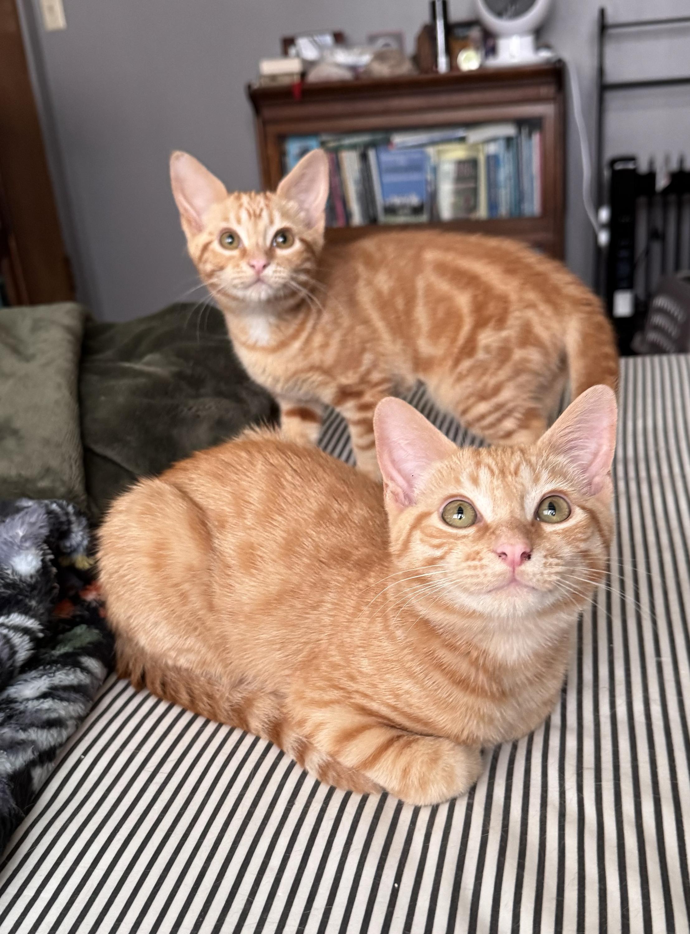 Fontina and Gruyere, a ADOPTABLE Domestic Short Hair in Seattle, WA image 5/6