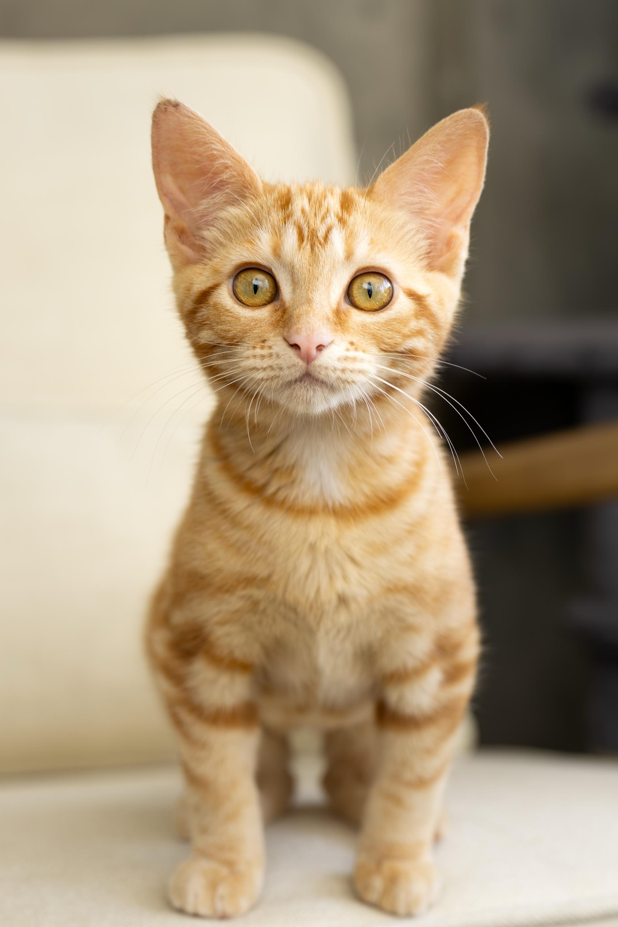 Fontina and Gruyere, a ADOPTABLE Domestic Short Hair in Seattle, WA image 3/6