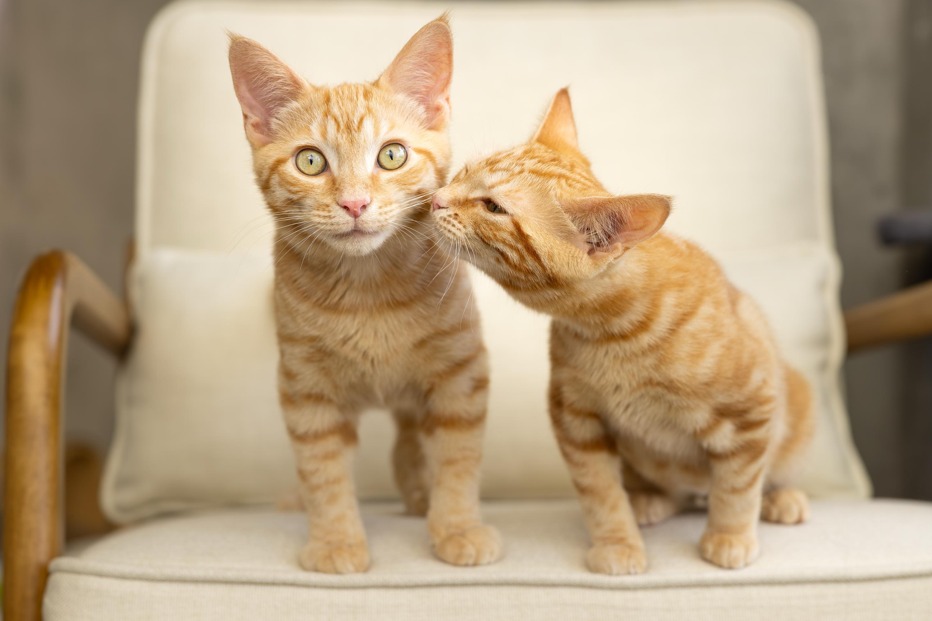 Fontina and Gruyere, a ADOPTABLE Domestic Short Hair in Seattle, WA image 1/6