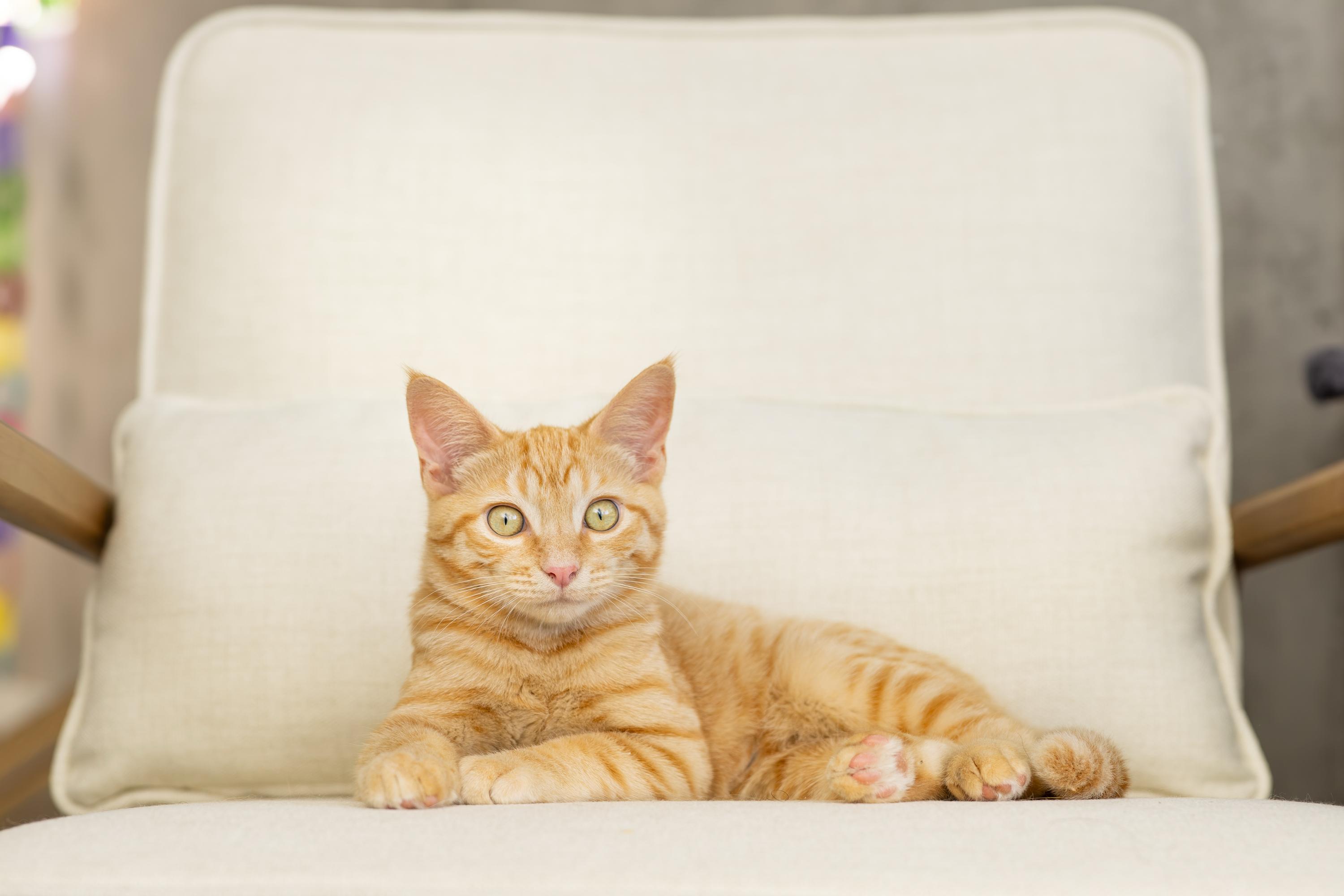 Fontina and Gruyere, a ADOPTABLE Domestic Short Hair in Seattle, WA image 4/6
