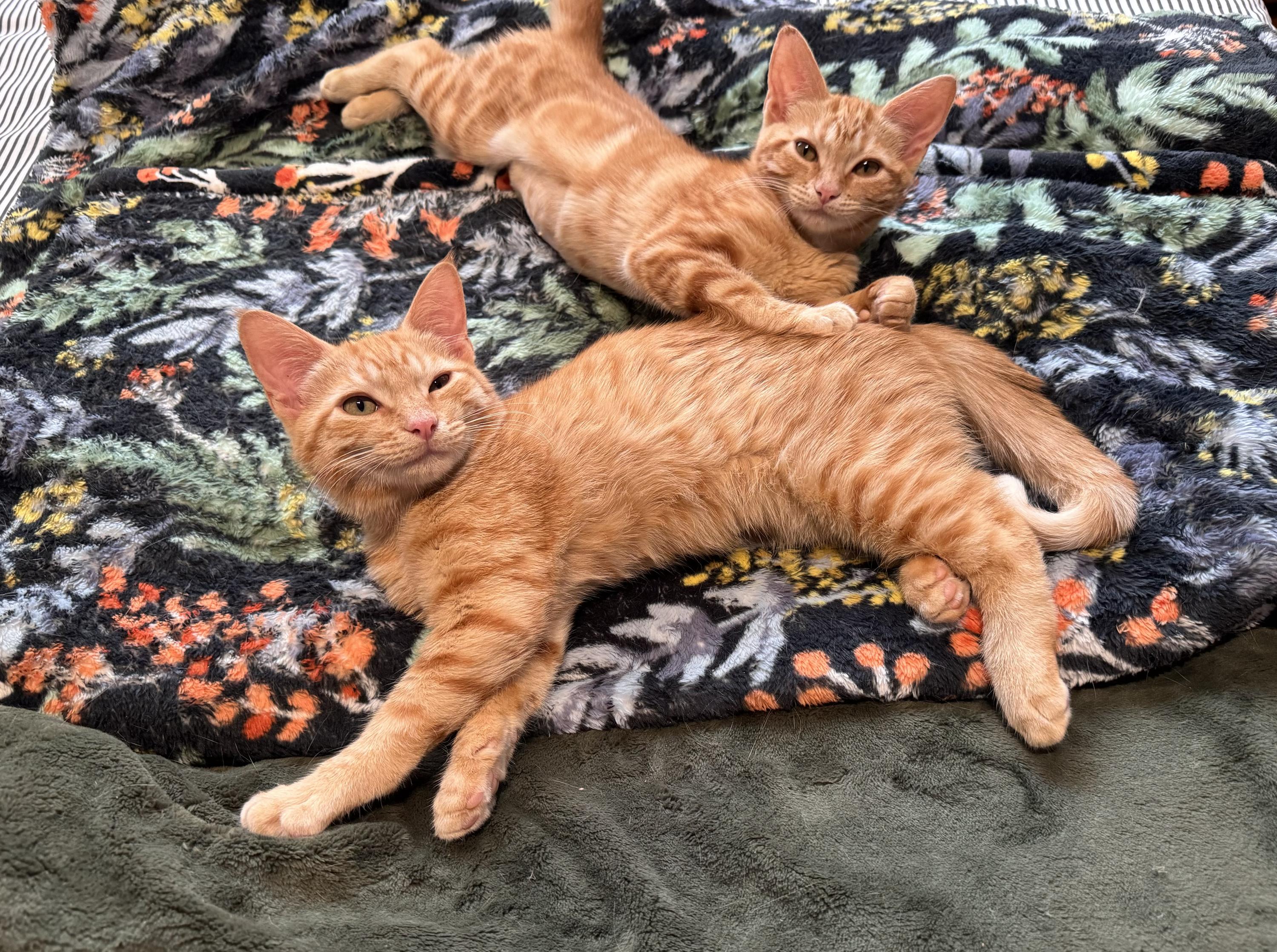 Fontina and Gruyere, a ADOPTABLE Domestic Short Hair in Seattle, WA image 2/6