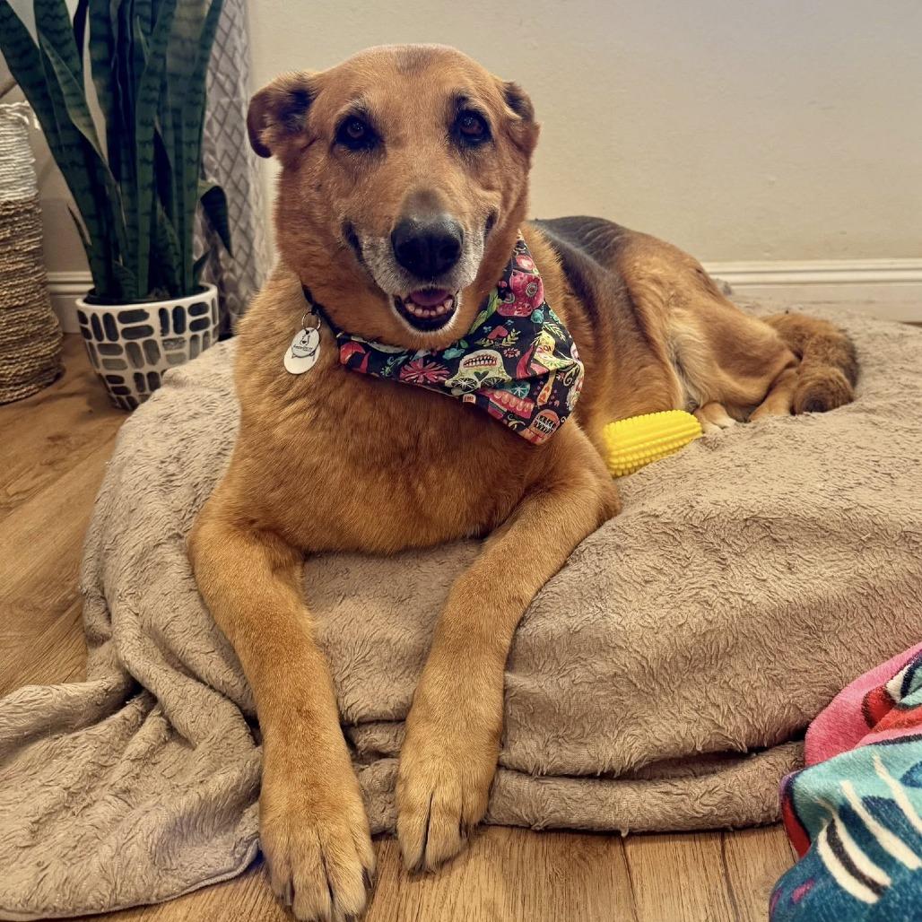 Loca, Adoptable, Senior Female German Shepherd Dog.