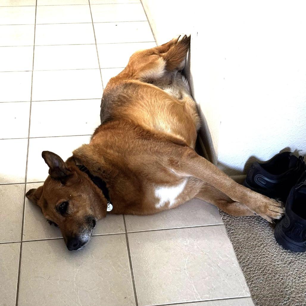 Enlarge Loca, a Adoptable German Shepherd Dog in Ramona, CA image 2/6