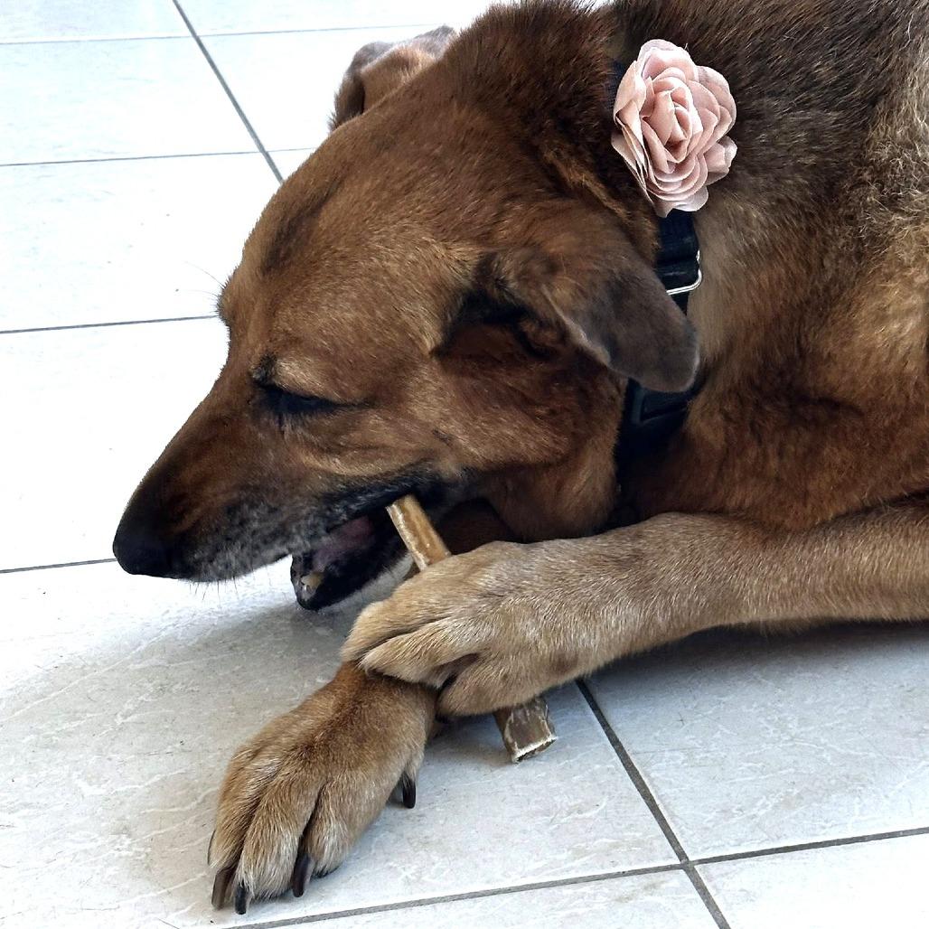 Enlarge Loca, a Adoptable German Shepherd Dog in Ramona, CA image 3/6