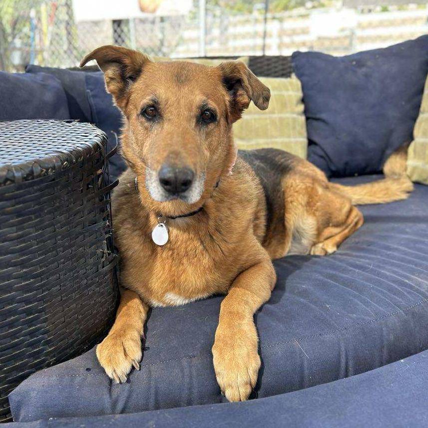 Enlarge Loca, a Adoptable German Shepherd Dog in Ramona, CA image 5/6