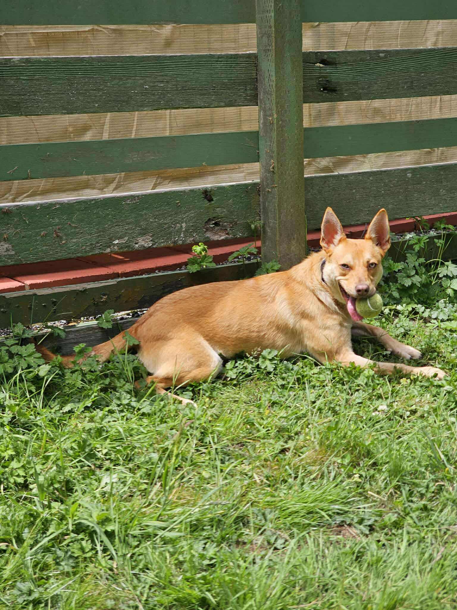 Queso, a Adoptable mixed breed in Vancouver, WA image 1/4