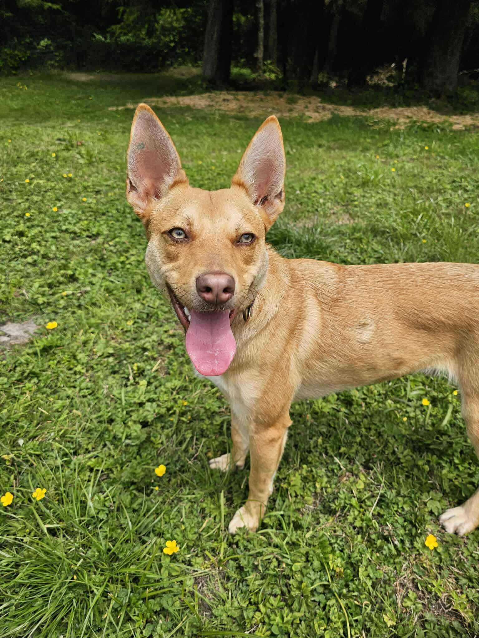 Queso, a Adoptable mixed breed in Vancouver, WA image 2/4