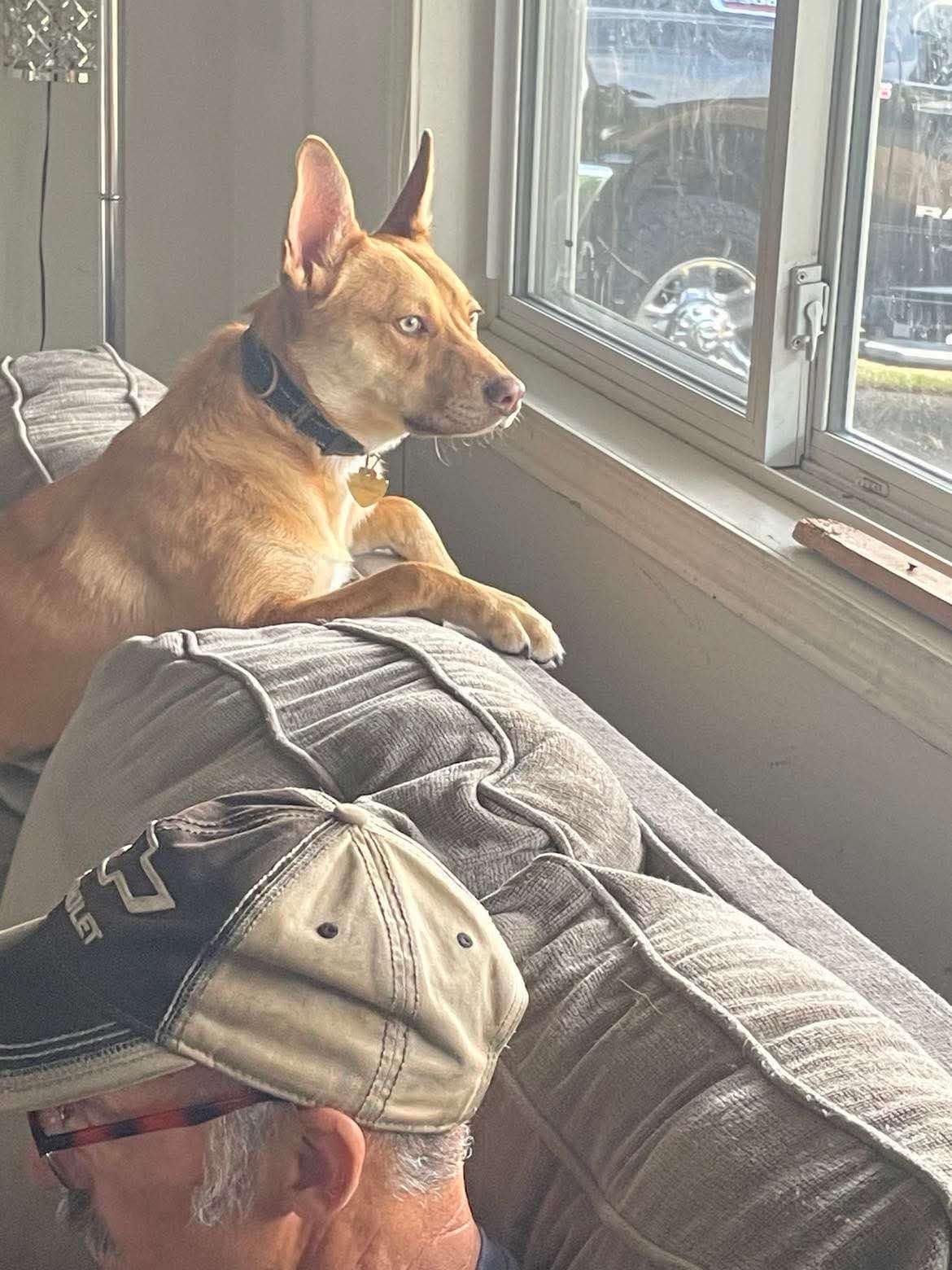 Queso, a Adoptable mixed breed in Vancouver, WA image 3/4