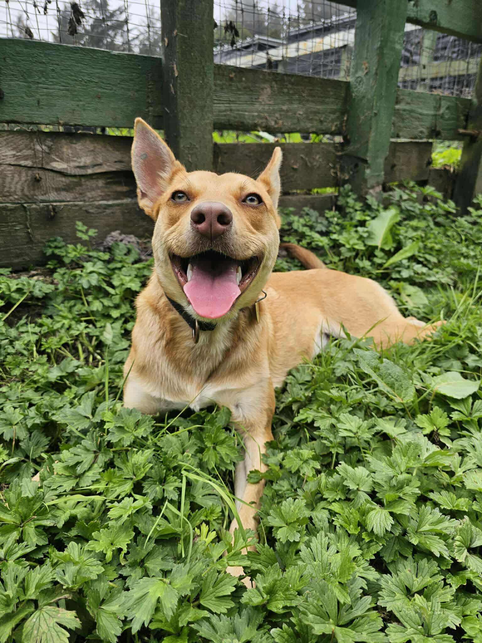 Queso, a Adoptable mixed breed in Vancouver, WA image 4/4