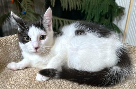 PLAYFUL PANDA!, an adoptable Siberian, Turkish Van in Danbury, CT, 06811 | Photo Image 2