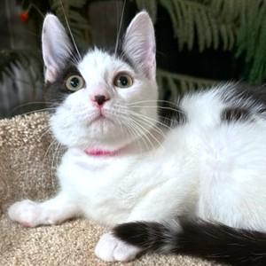 PLAYFUL PANDA!, an adoptable Siberian, Turkish Van in Danbury, CT, 06811 | Photo Image 6