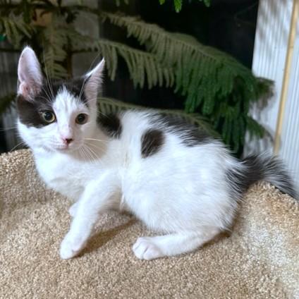 PLAYFUL PANDA!, an adoptable Siberian, Turkish Van in Danbury, CT, 06811 | Photo Image 1