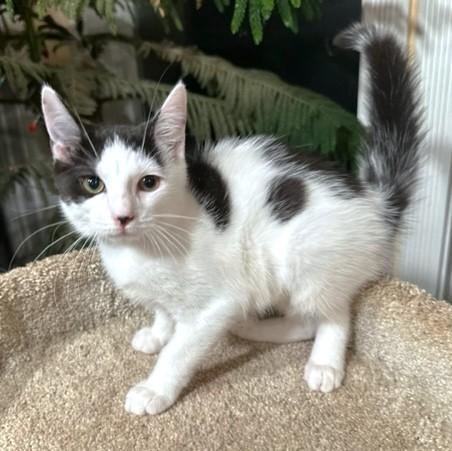 PLAYFUL PANDA!, an adoptable Siberian, Turkish Van in Danbury, CT, 06811 | Photo Image 3