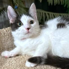 PLAYFUL PANDA!, an adoptable Siberian, Turkish Van in Danbury, CT, 06811 | Photo Image 4