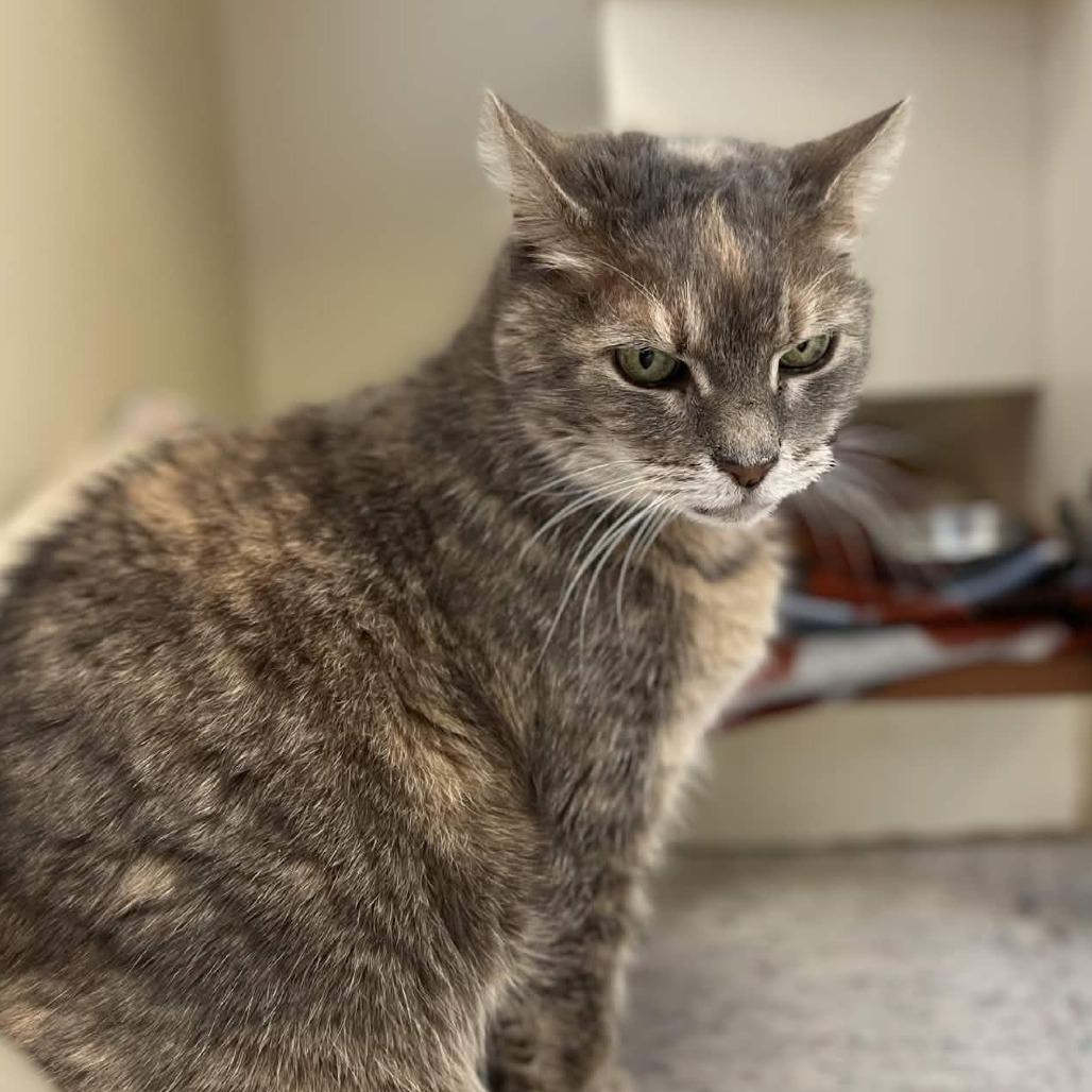 Enlarge Tabatha, a Adoptable Domestic Short Hair in Marysville, OH image 1/6