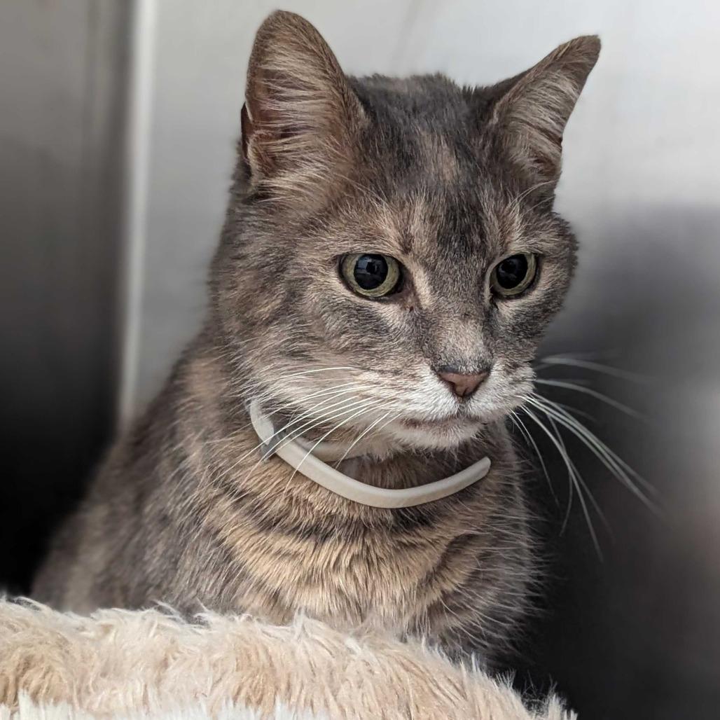 Enlarge Tabatha, a Adoptable Domestic Short Hair in Marysville, OH image 2/6