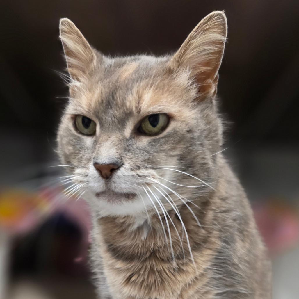 Enlarge Tabatha, a Adoptable Domestic Short Hair in Marysville, OH image 3/6
