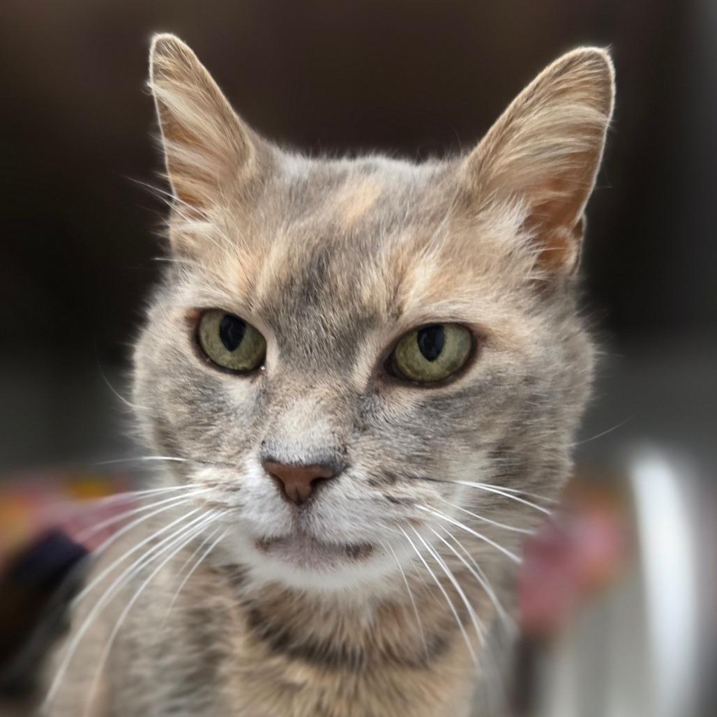 Enlarge Tabatha, a Adoptable Domestic Short Hair in Marysville, OH image 4/6