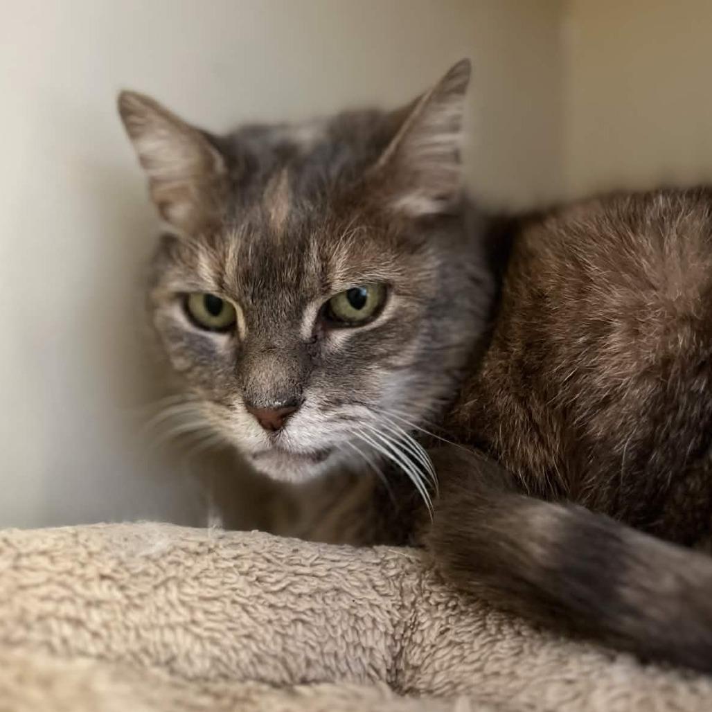 Enlarge Tabatha, a Adoptable Domestic Short Hair in Marysville, OH image 5/6