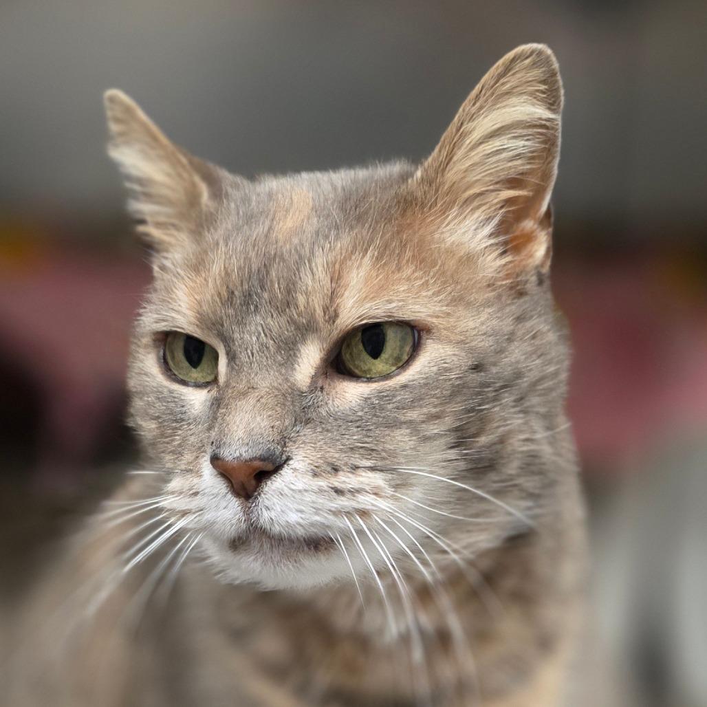 Enlarge Tabatha, a Adoptable Domestic Short Hair in Marysville, OH image 6/6