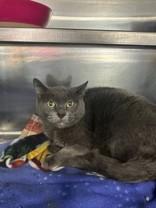 Enlarge Smudge, a ADOPTABLE Domestic Short Hair in Manitowoc, WI image 1/1