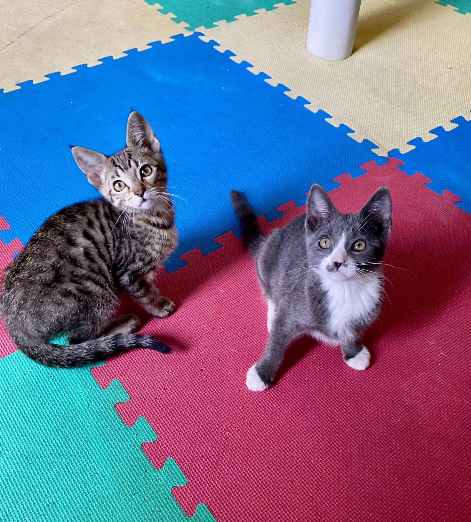 Suni, a Adoptable Domestic Short Hair in Burlington, WA image 2/3