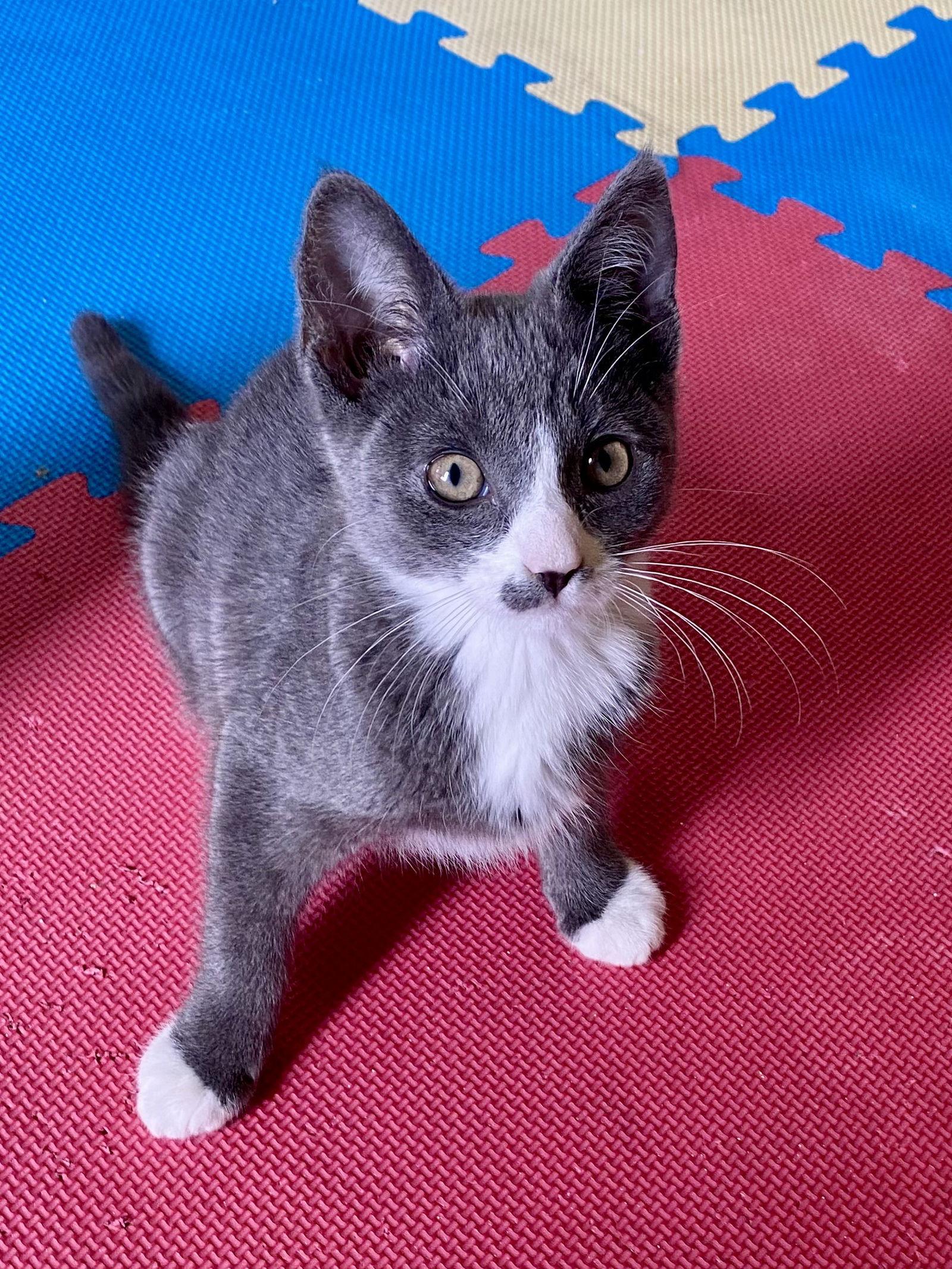 Suni, a Adoptable Domestic Short Hair in Burlington, WA image 3/3