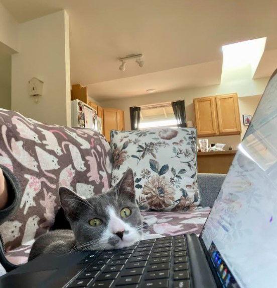 Suni, a Adoptable Domestic Short Hair in Burlington, WA image 3/3