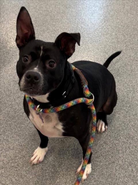 PEANUT, Adoptable, Adult Female Pit Bull Terrier.