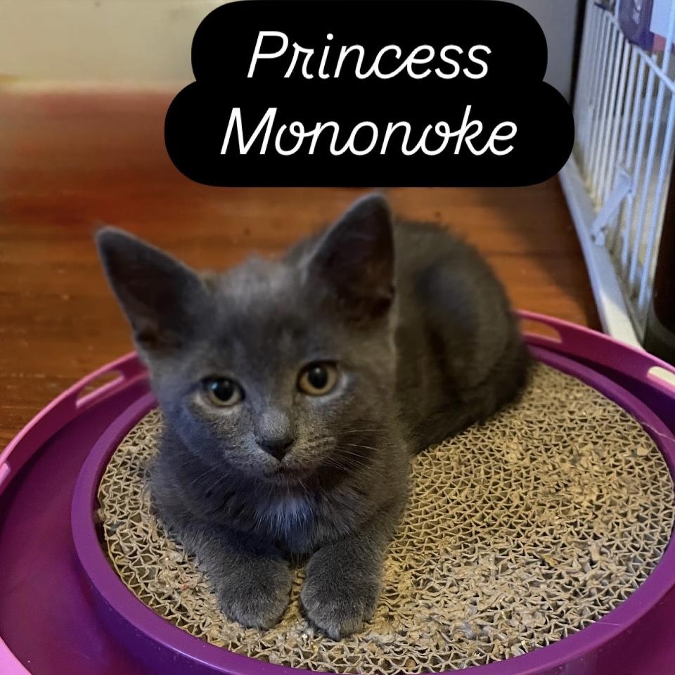 Mononoke, ADOPTABLE, Kitten Female American Shorthair.