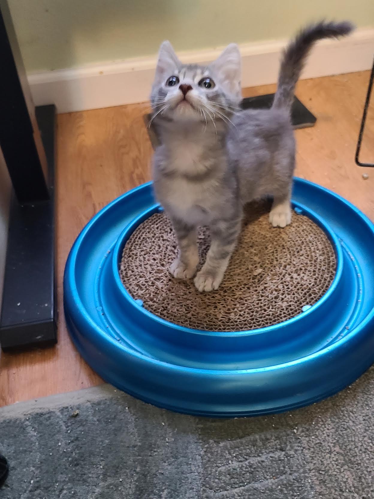 Enlarge ZuZu, a Adopted Domestic Short Hair in Crossville, TN image 1/3