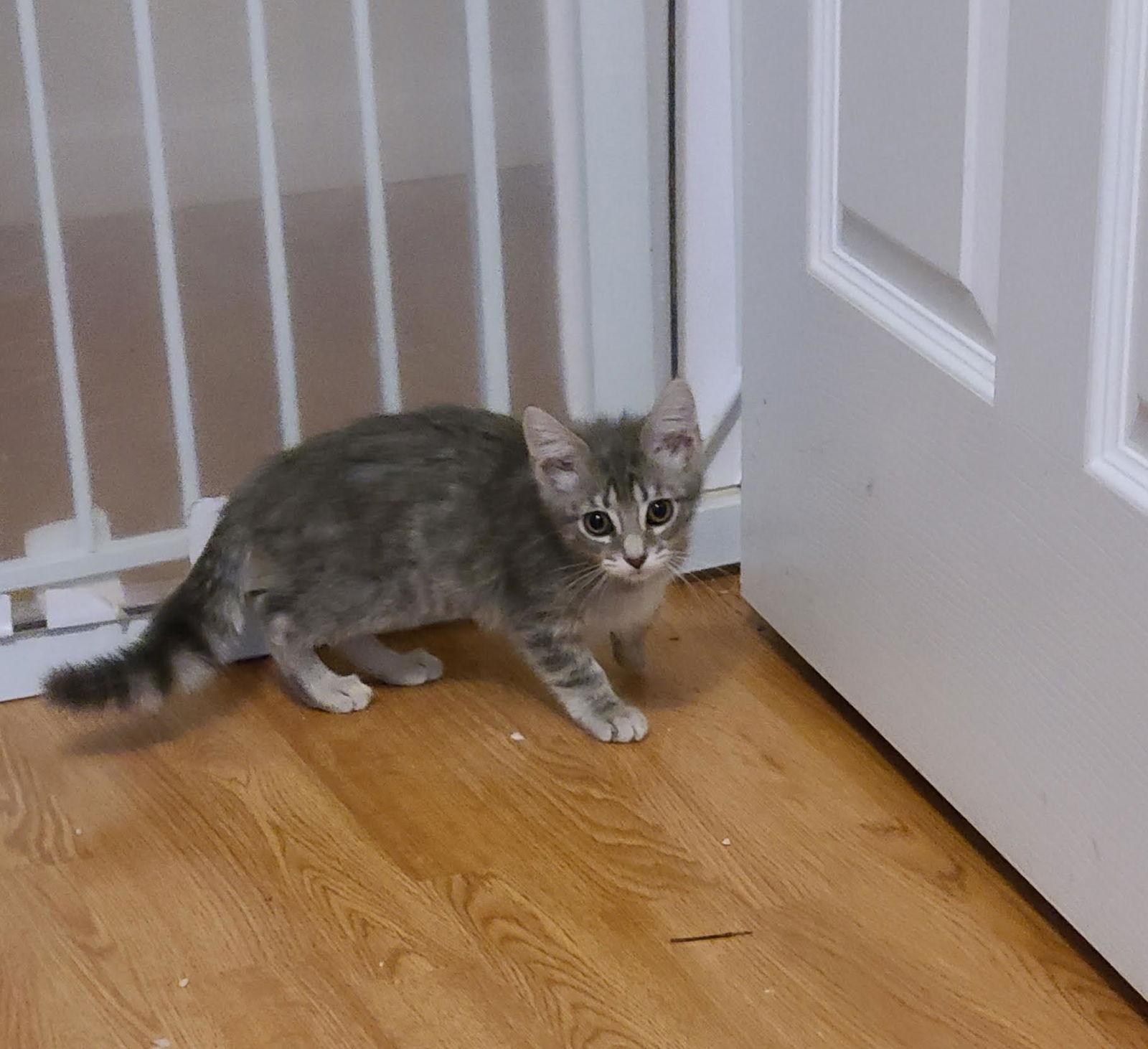 Enlarge ZuZu, a Adopted Domestic Short Hair in Crossville, TN image 2/3