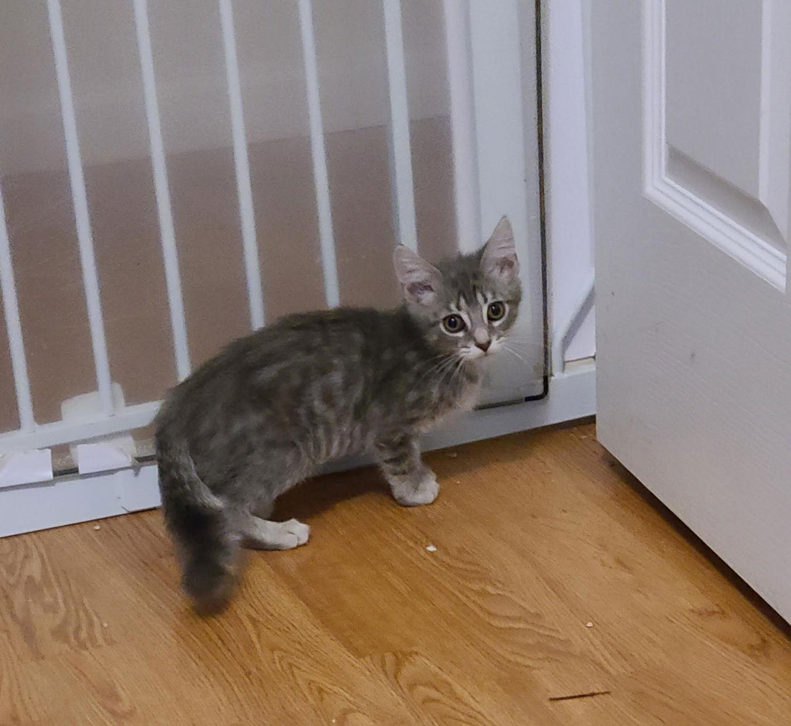 Enlarge ZuZu, a Adopted Domestic Short Hair in Crossville, TN image 3/3