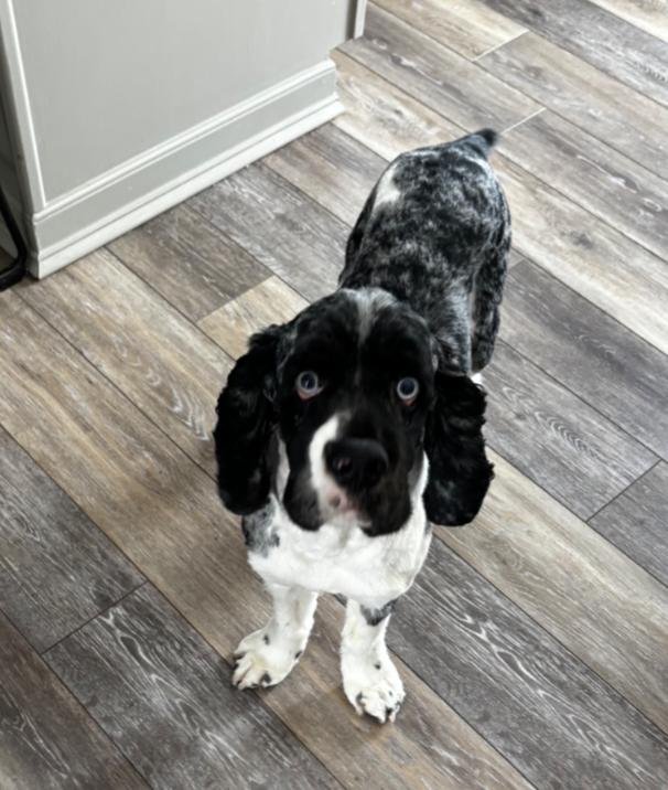 Enlarge BANDIT, a Adoptable Cocker Spaniel in Carroll, OH image 4/4