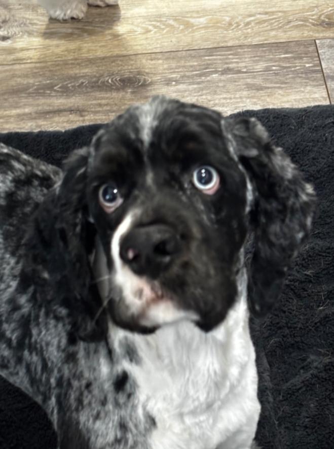 Enlarge BANDIT, a Adoptable Cocker Spaniel in Carroll, OH image 1/4