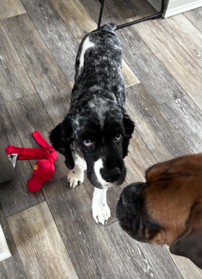 Enlarge BANDIT, a Adoptable Cocker Spaniel in Carroll, OH image 3/4