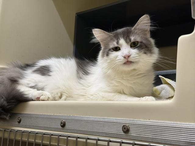 Igor, ADOPTABLE, Adult Male Domestic Long Hair.