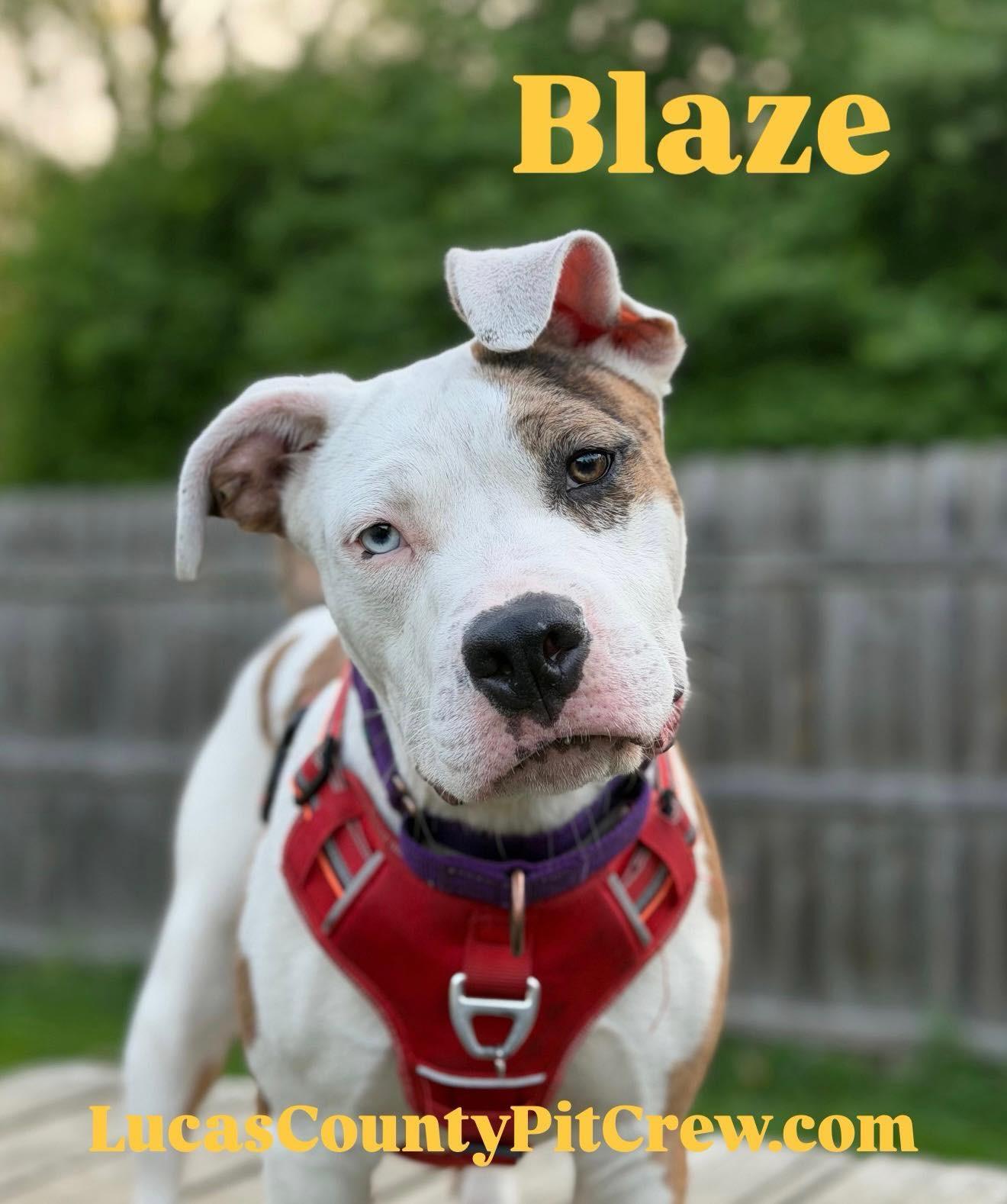 Enlarge Blaze, an adopted mixed breed in Toledo, OH image 2/2