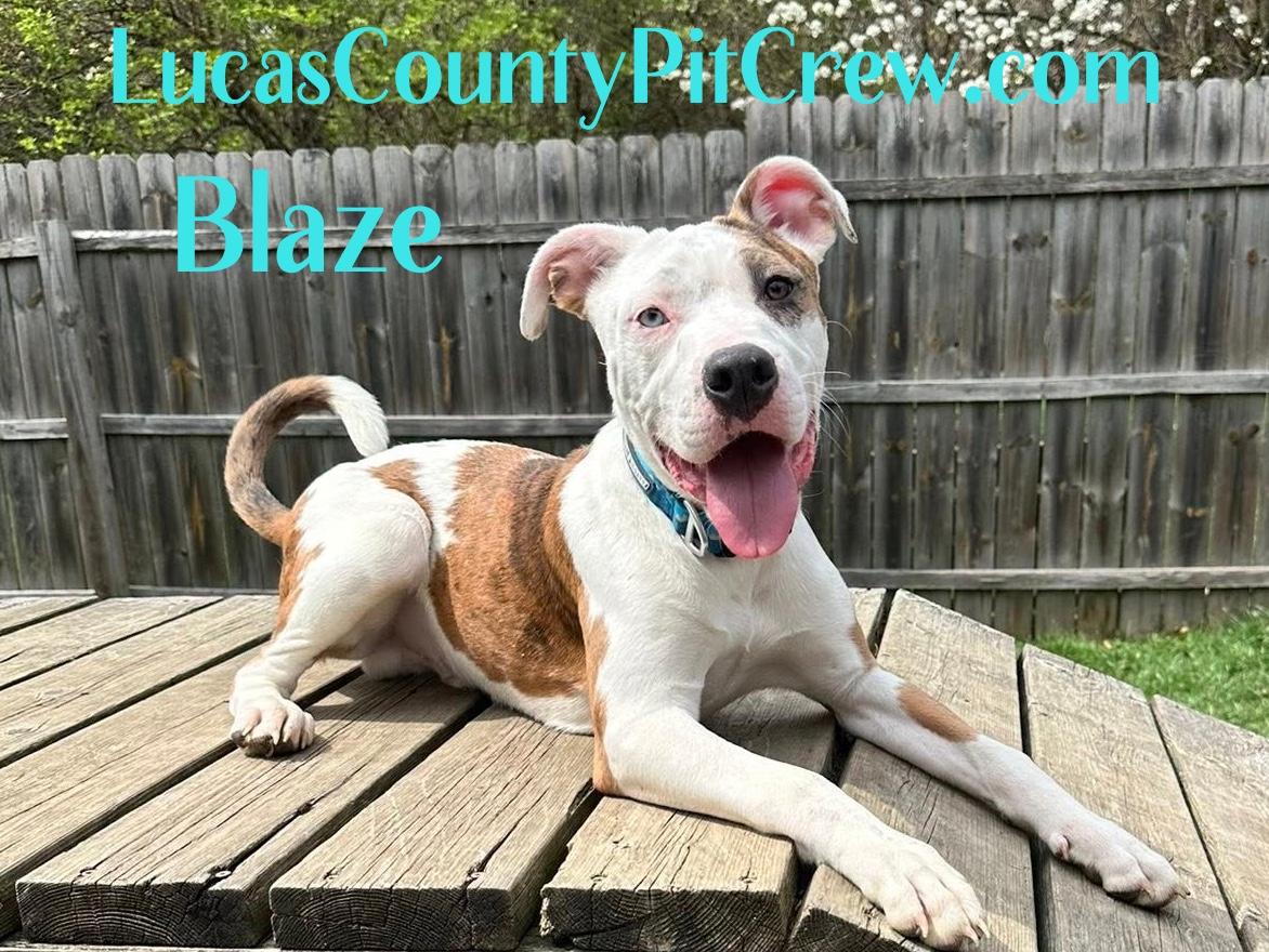 Blaze, adopted, Puppy Male Pit Bull Terrier & American Staffordshire Terrier.