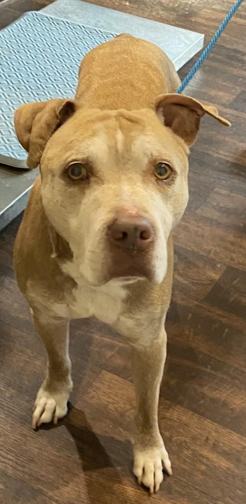 Dave, Adoptable, Senior Male Pit Bull Terrier.